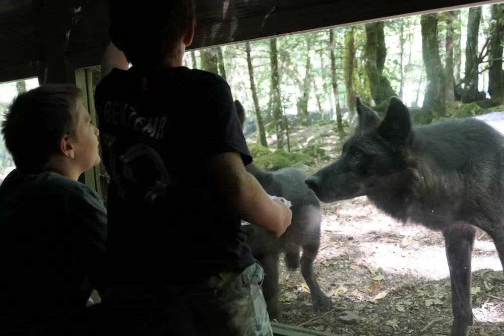 tunnel nourrissage loups orlu parc animalier