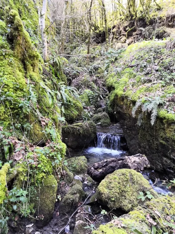 La forêt d'Arbas