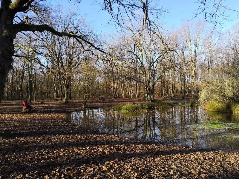 Promenade en forêt, Buzet, Toulouse, Haute Garonne, Occitanie