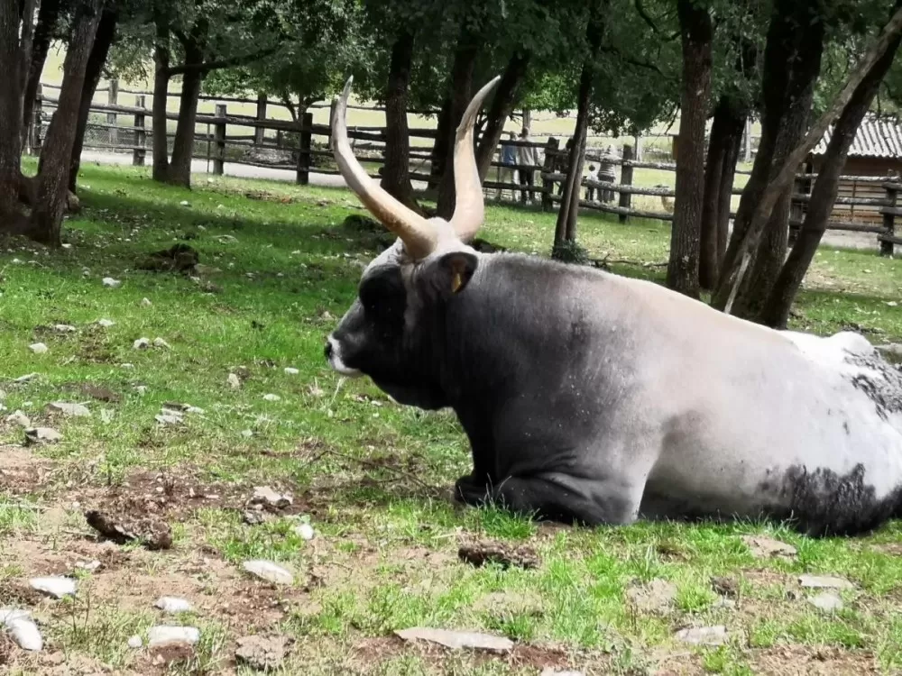 Bovins et cervidés  du parc animalier de Gramat