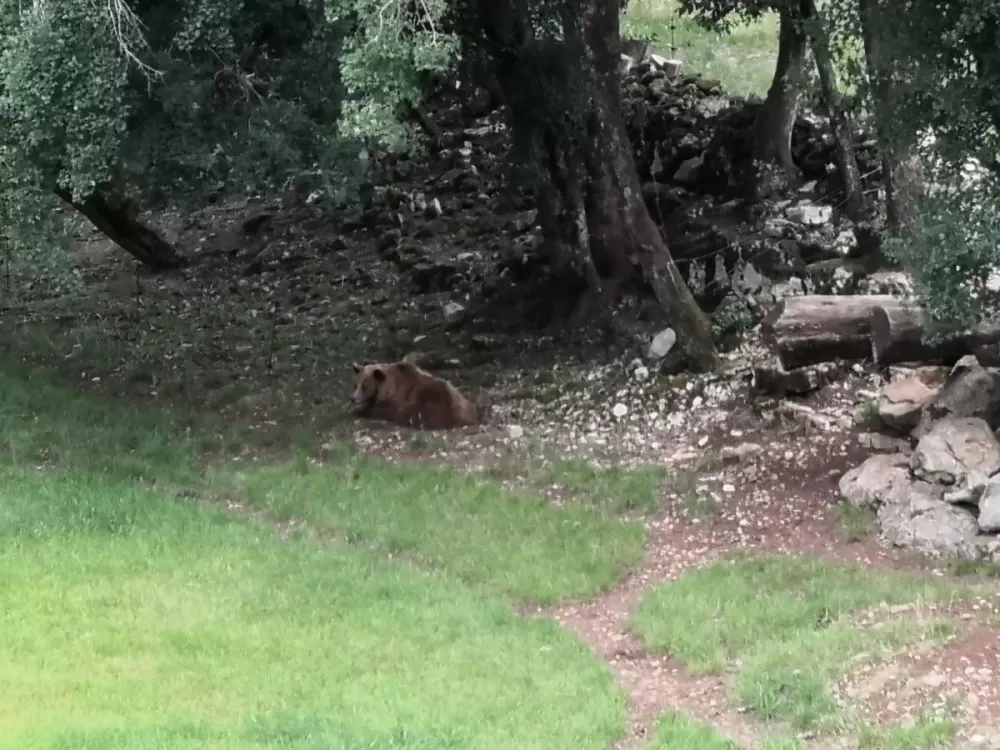 les ours du parc animalier de Gramat