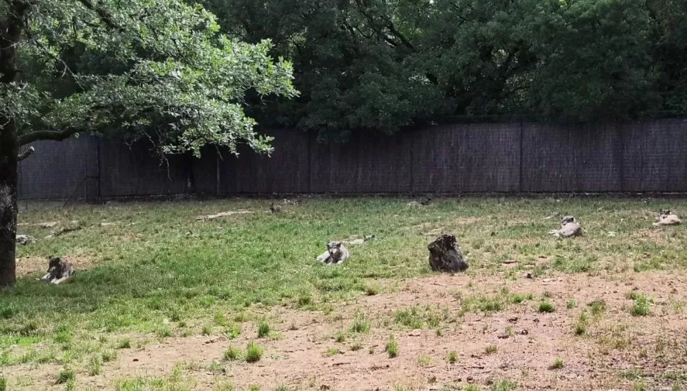 Les loups du parc animalier de Gramat