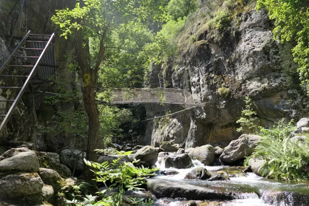 Passerel, ponts de singe