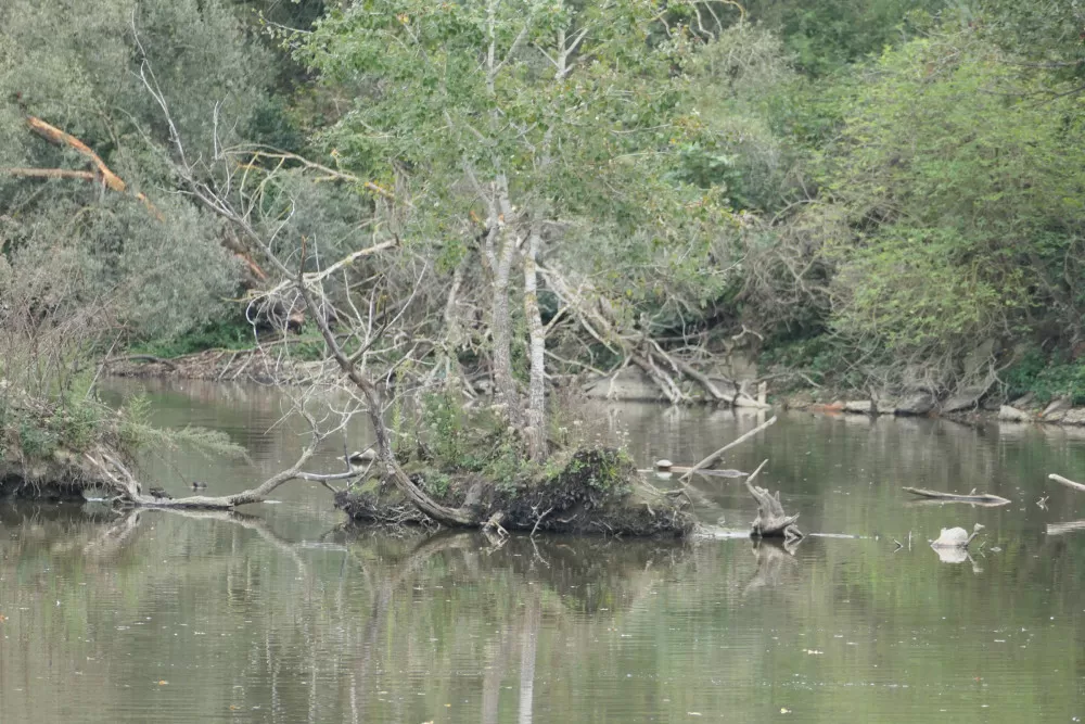 oiseaux pêche bicross lac jeux