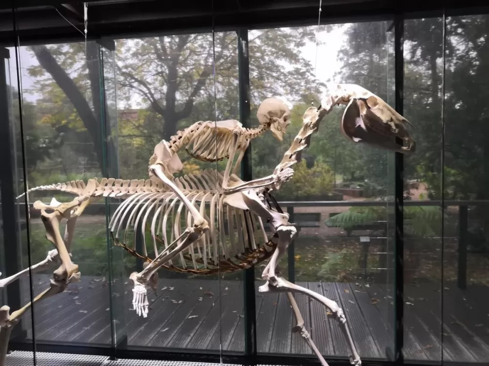 Atelier pour les tout-petits de 3 à 6 ans au muséum d'histoire naturelle de Toulouse