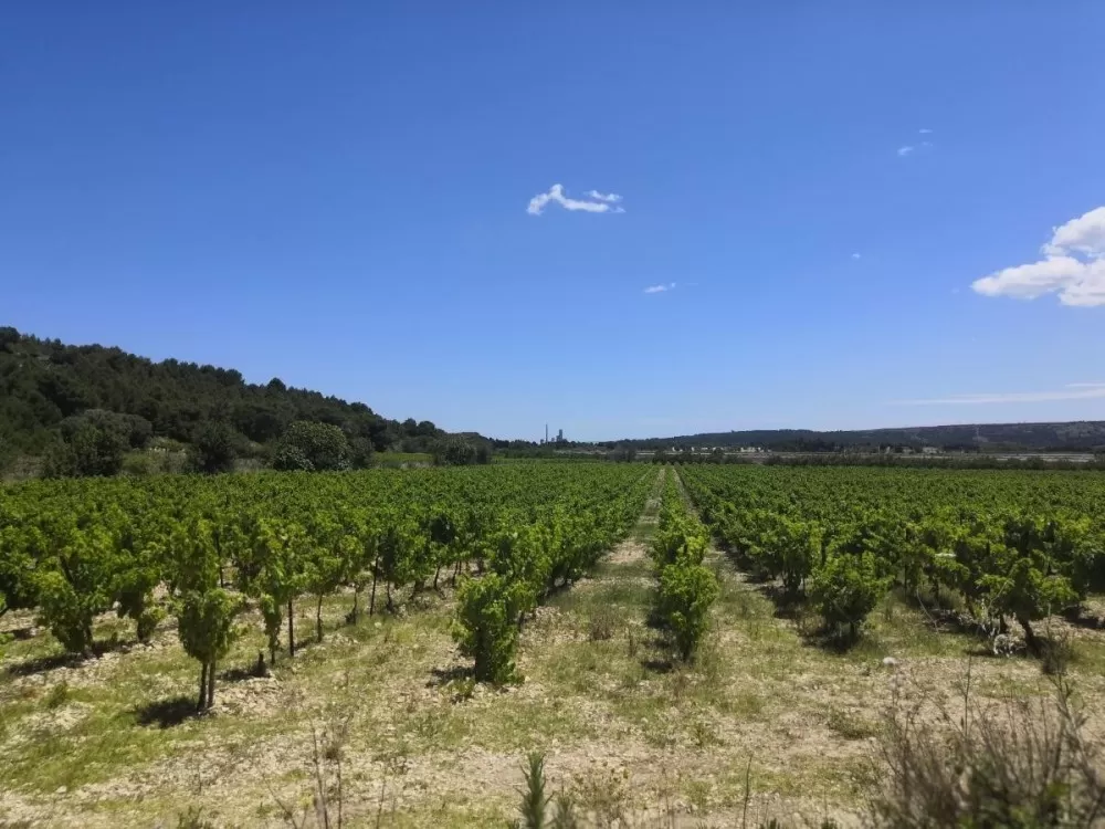 La garrigue et les vignes