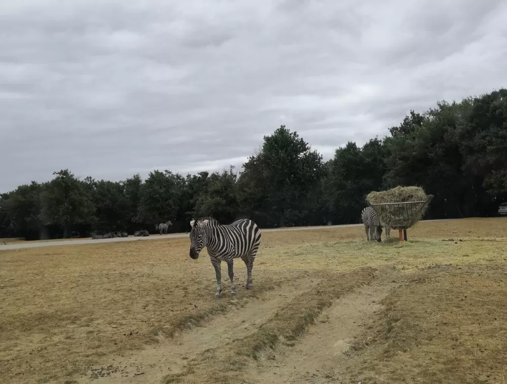 Zoo African Safari