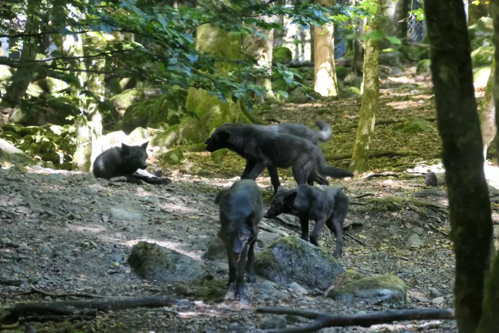 parc animalier orlu meute Ariège