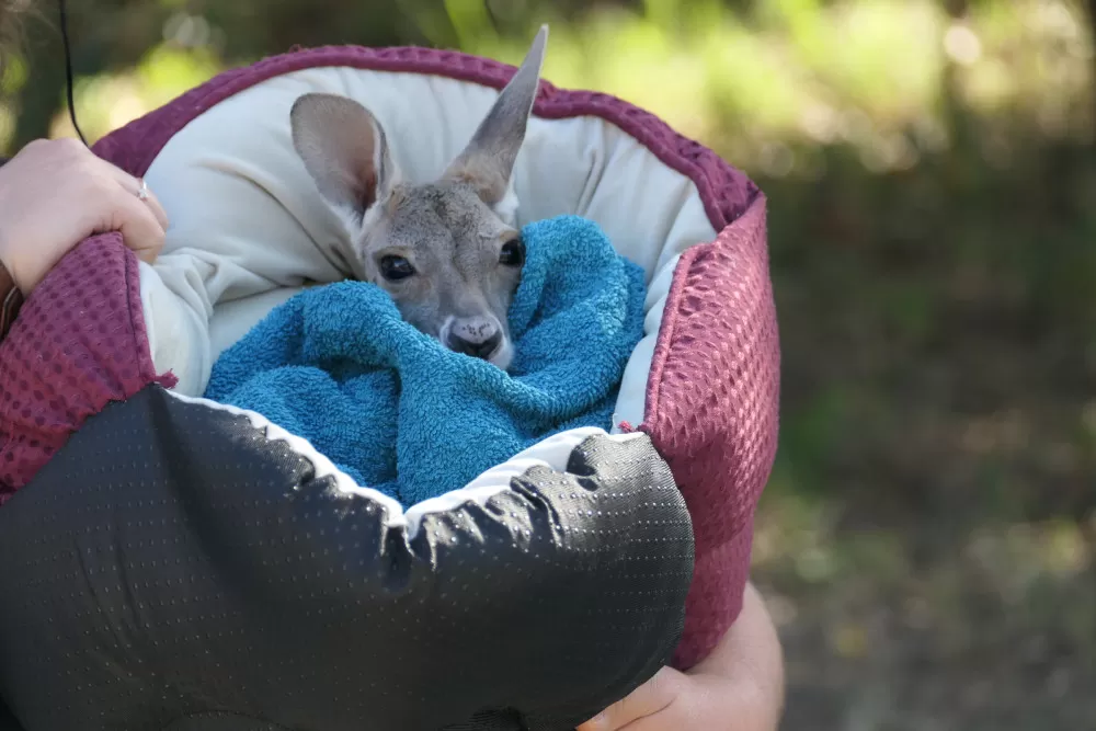 un bébé kangourou