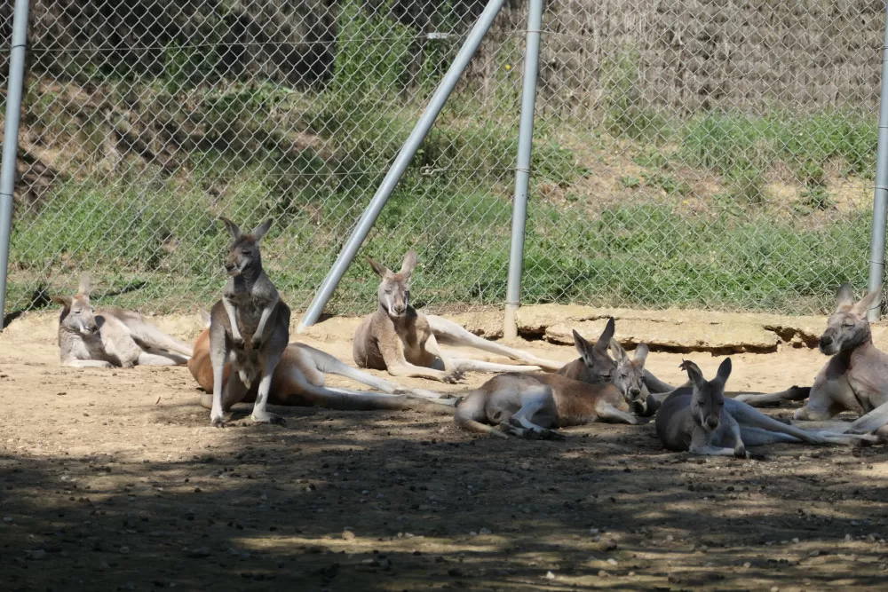 autruche wallaby kangourou