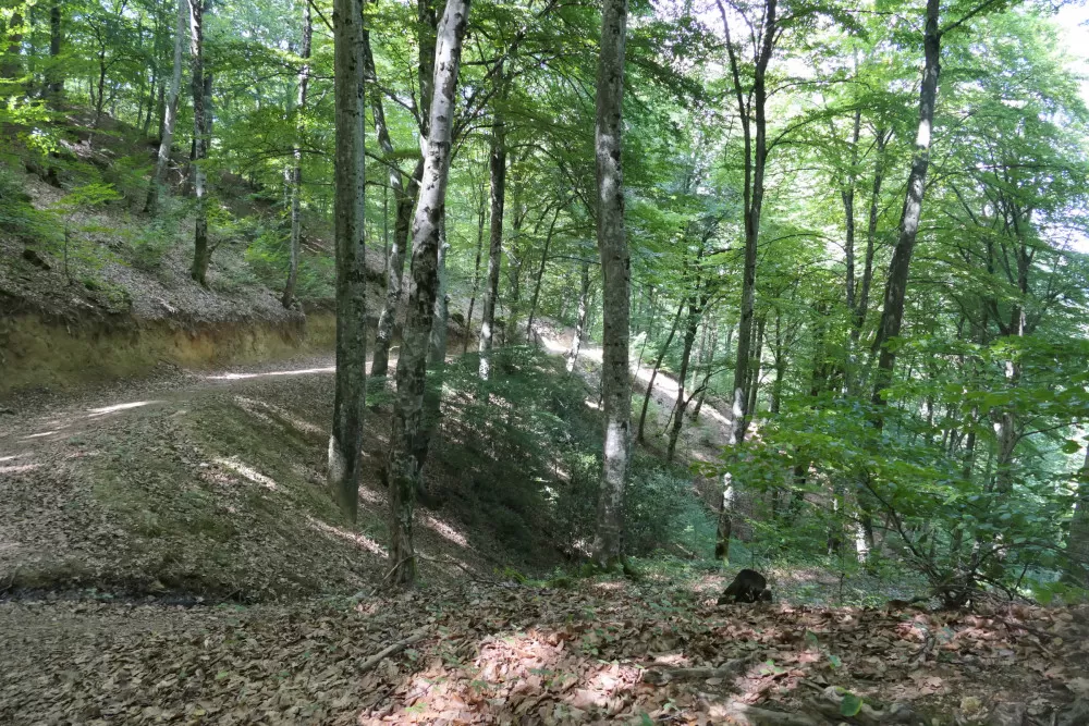 forêt Occitanie Ariège cascade randonnée