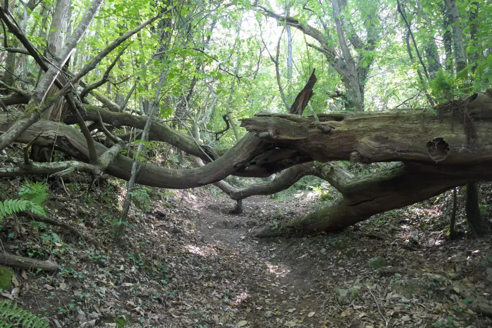 forêt randonnée Ariège Occitanie