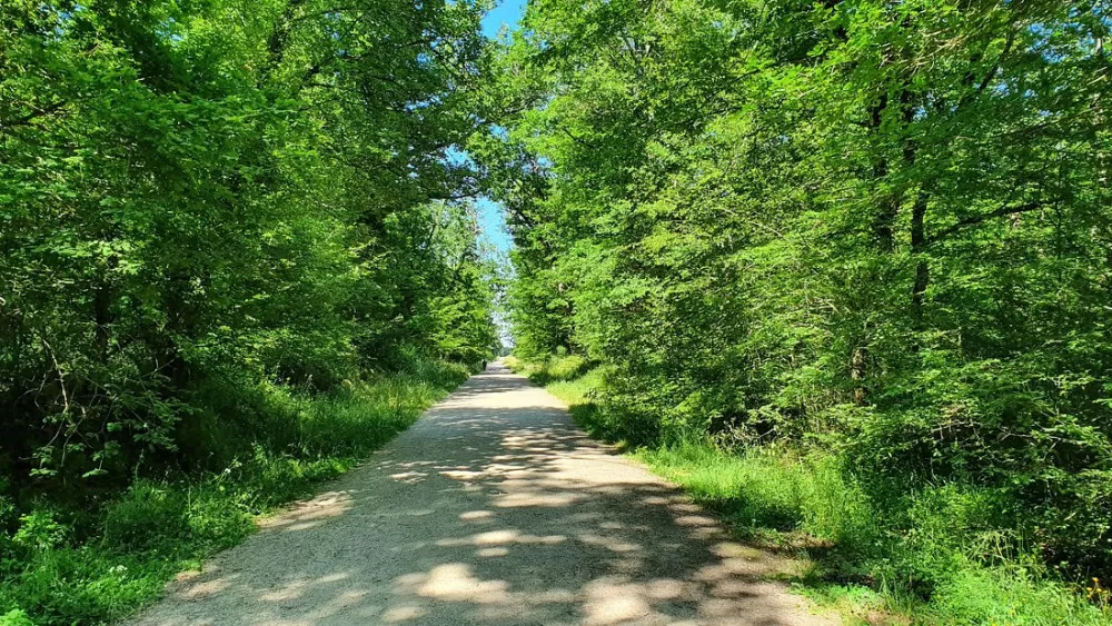 forêt Toulouse nature Bouconne