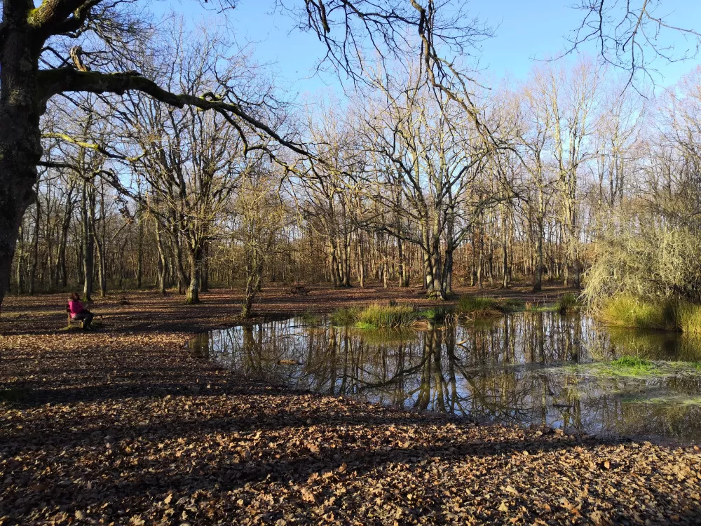 forêt de Buzet Toulouse balade géocaching Bessières 