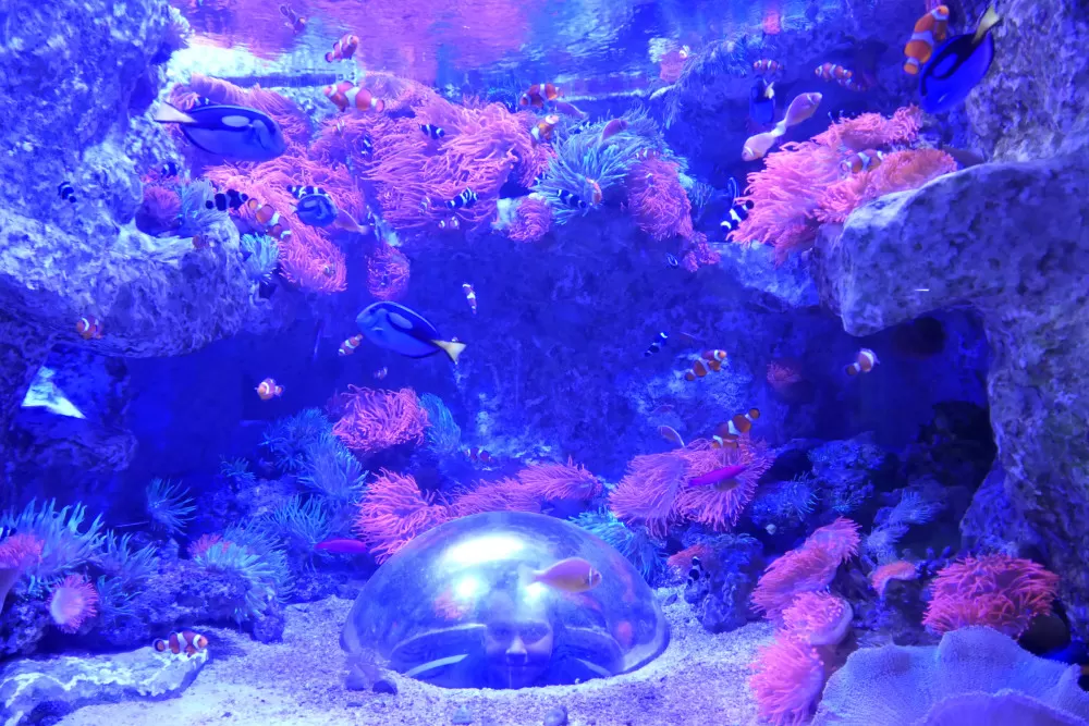 possons tropicaux aquarium grau du roi