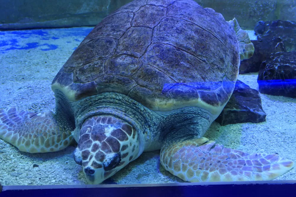 aquarium le grau du roi expositions 