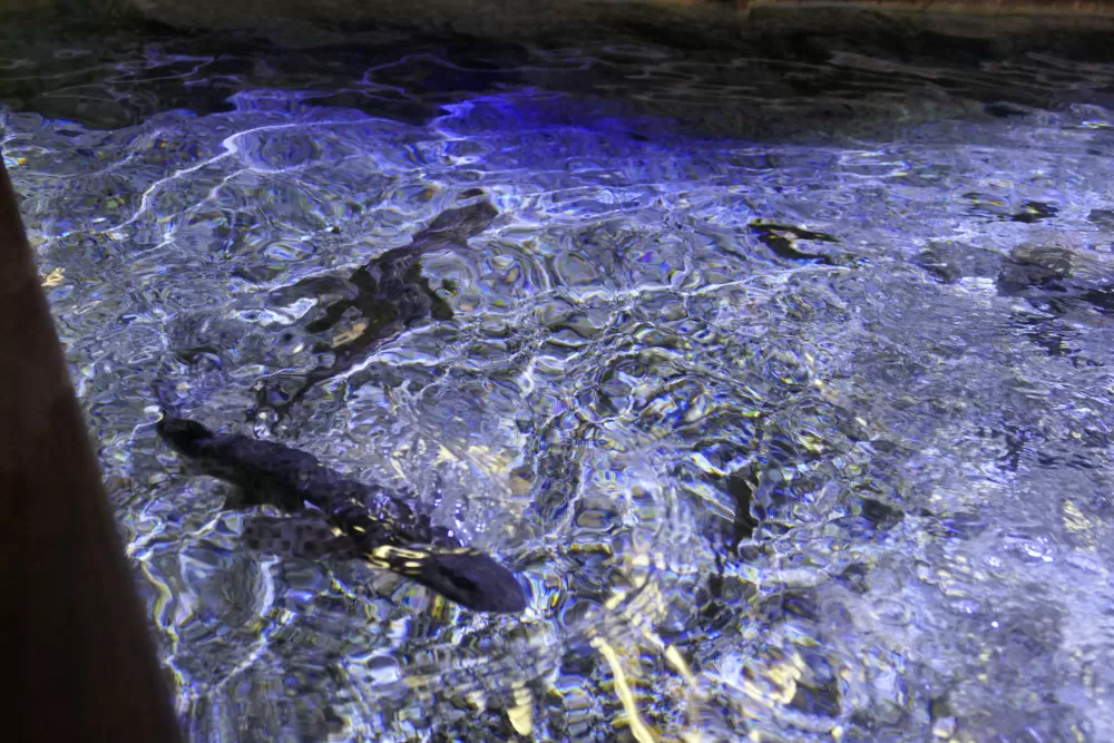 rousette requins aquarium le grau du roi