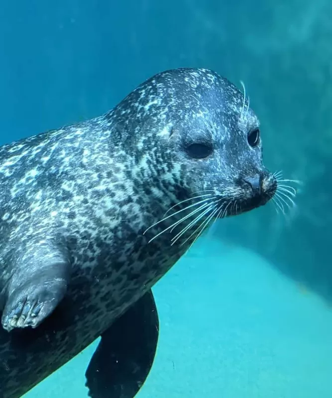 otaries phoques nourrissages aquarium grau du roi